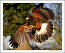 Harris Hawk